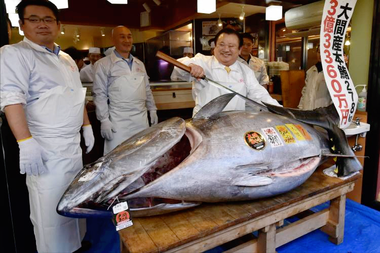 价格最贵的鱼是什么鱼 盘点世界上最贵的鱼