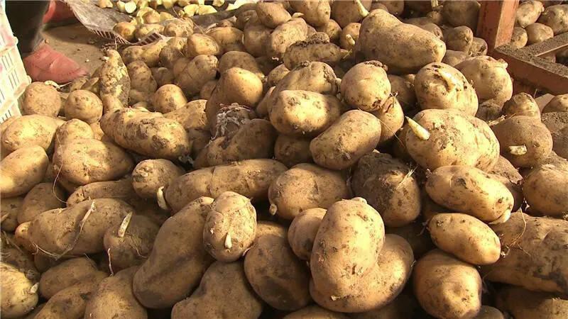 土豆收购价格行情最新消息 今天土豆价格分析